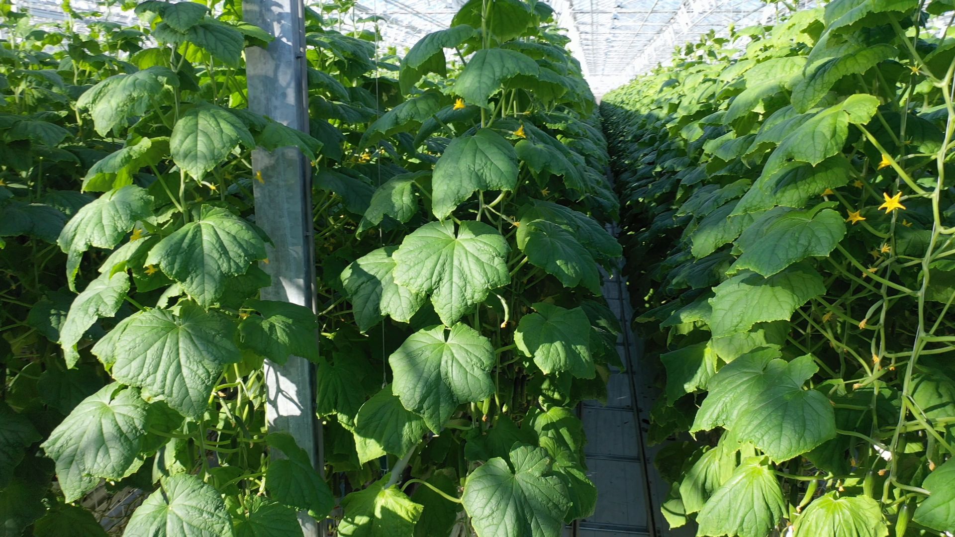 тенплицы, овощи, кашира,видео с коптера,