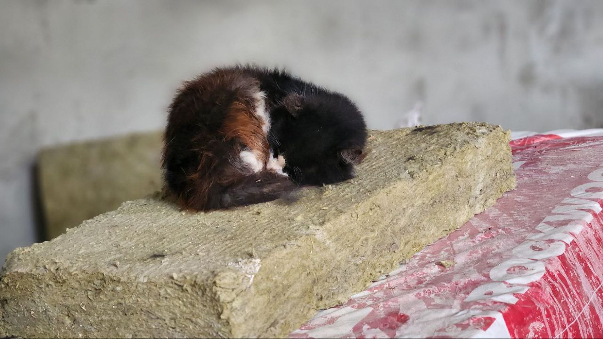 Дмитров, Бассейн Бриз, Минспорта,