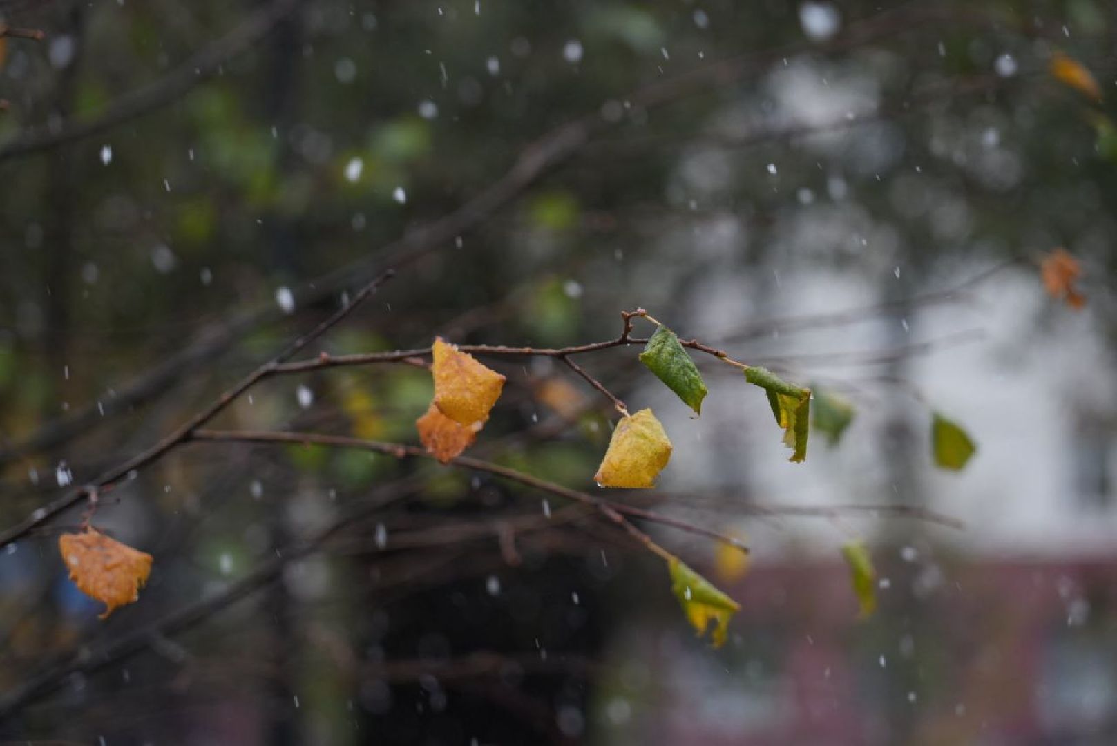 Сергиево-Посадский городской округ, Метель, Погода, Осень, Зима, Город,