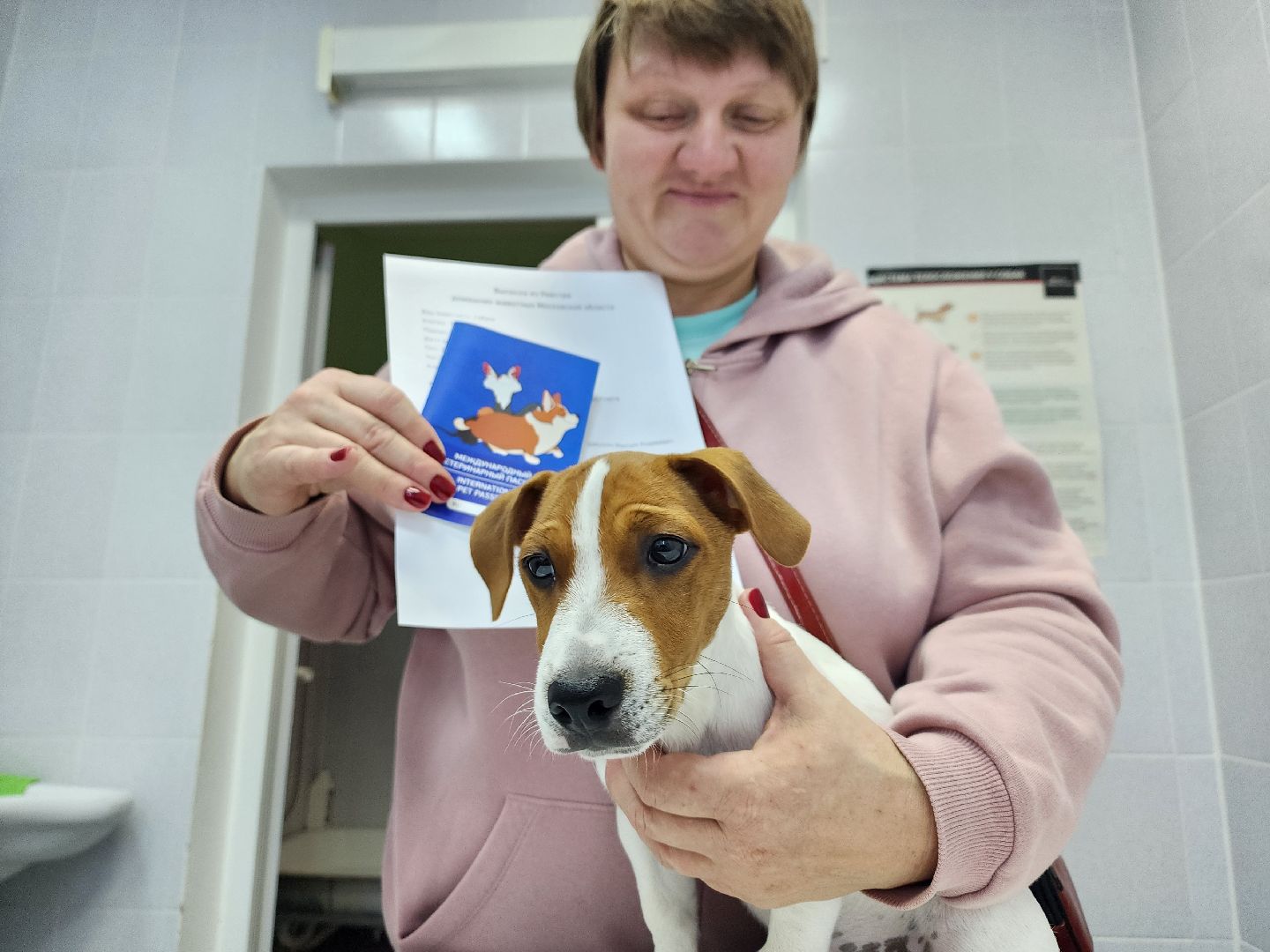 ступино, чипирование собак, ветеринария,