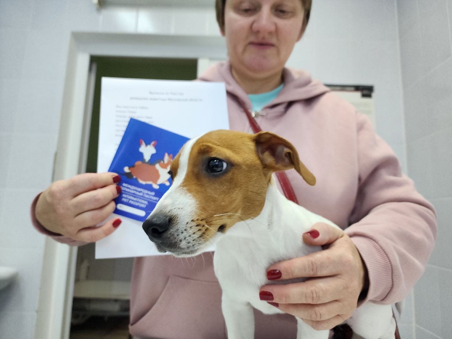 ступино, чипирование собак, ветеринария,