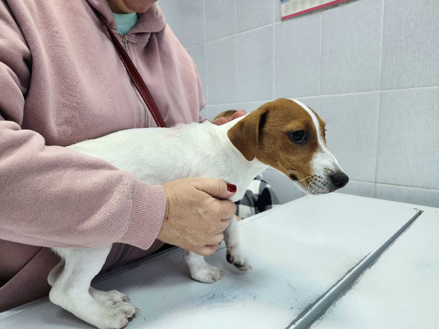 ступино, чипирование собак, ветеринария,