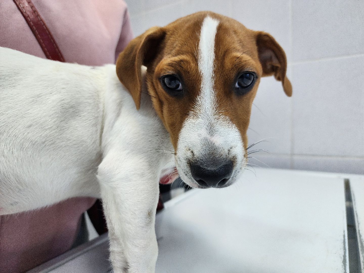 ступино, чипирование собак, ветеринария,