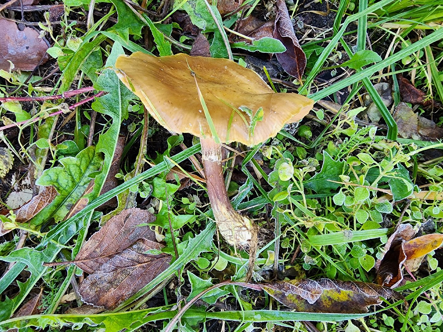 шатура, городской округ, первые холода, подмосковье, природа, заморозки,