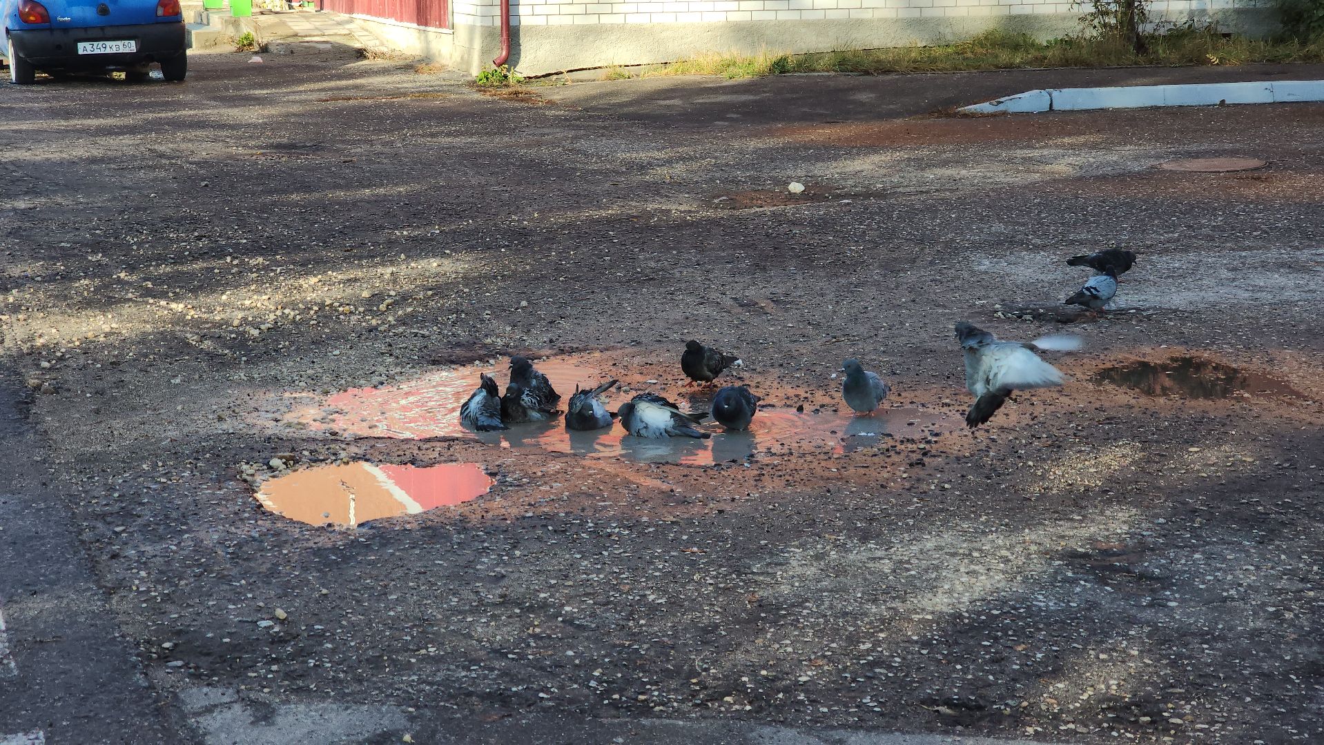 шатура, городской округ, первые холода, подмосковье, природа, заморозки,