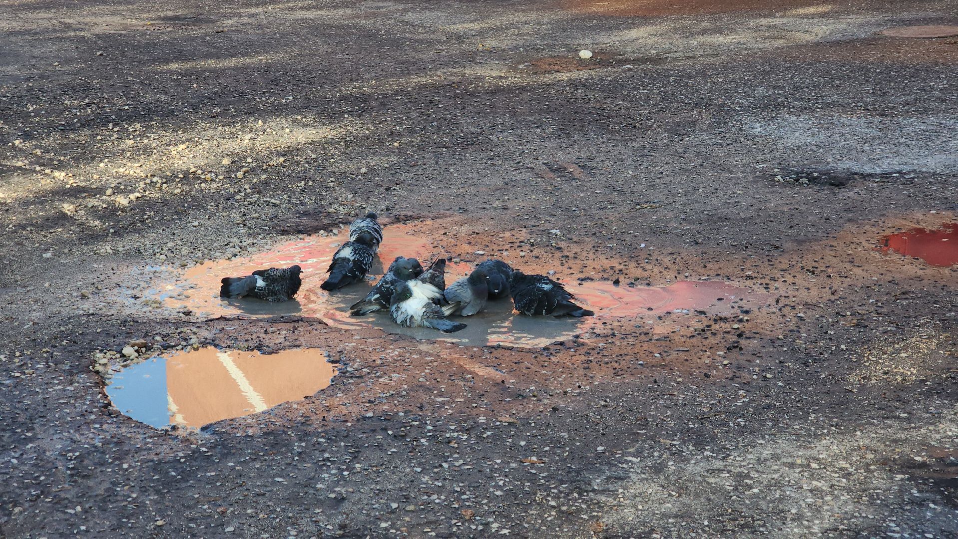 шатура, городской округ, первые холода, подмосковье, природа, заморозки,