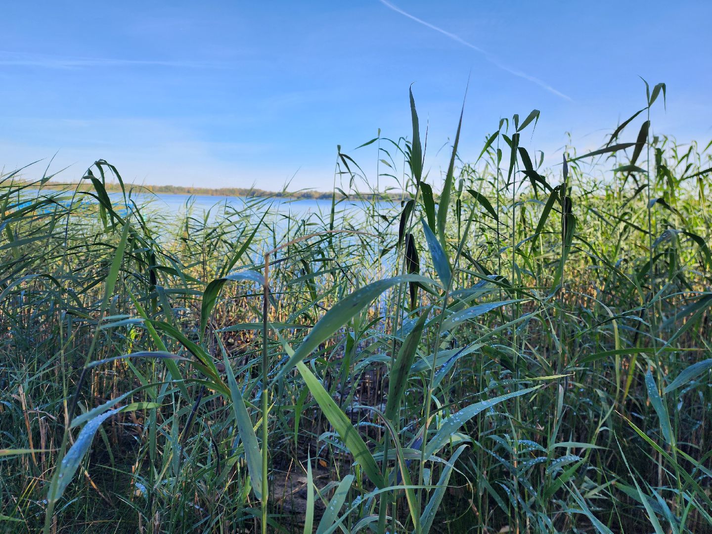 шатура, городской округ, первые холода, подмосковье, природа, заморозки,
