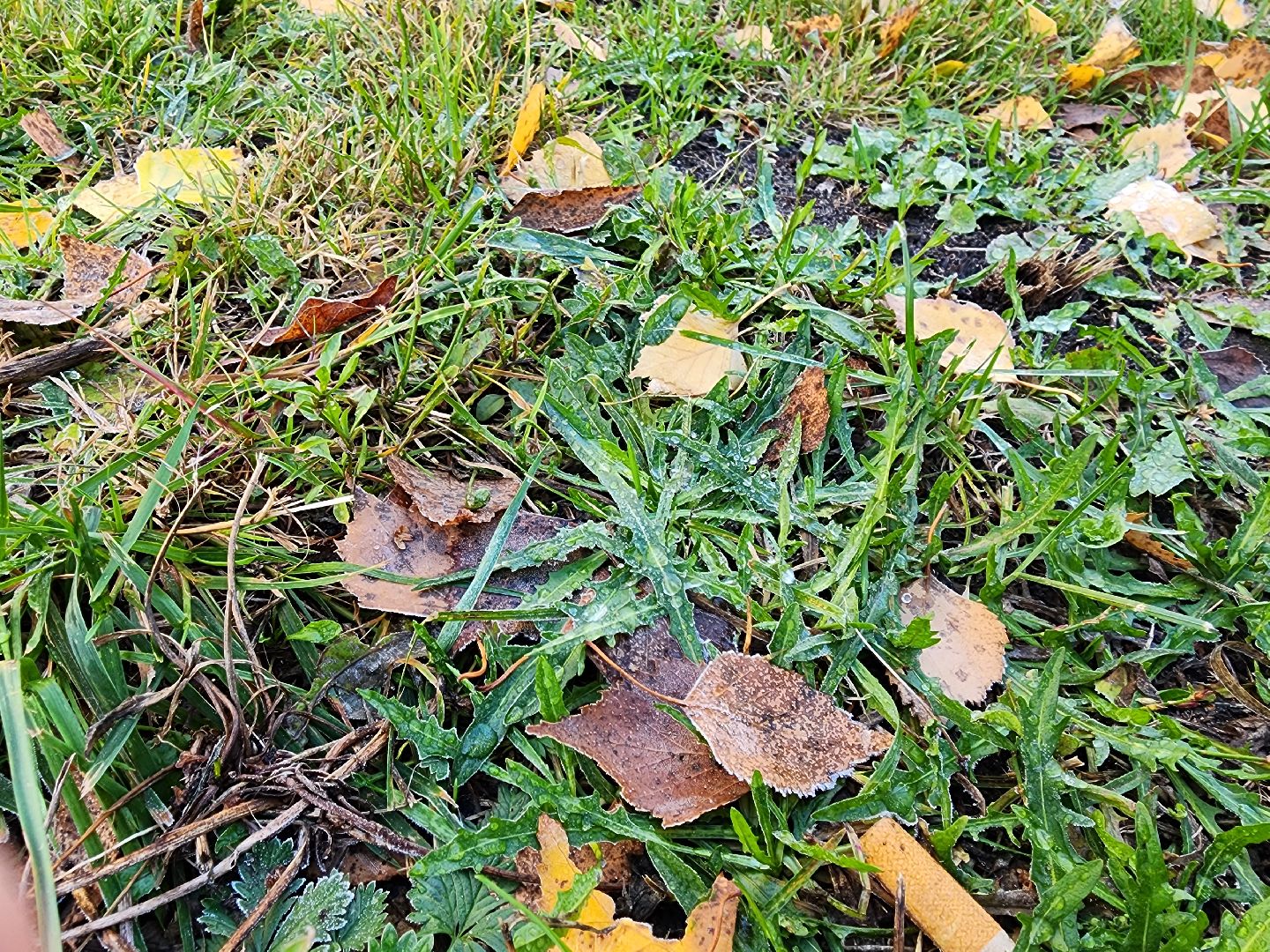 шатура, городской округ, первые холода, подмосковье, природа, заморозки,