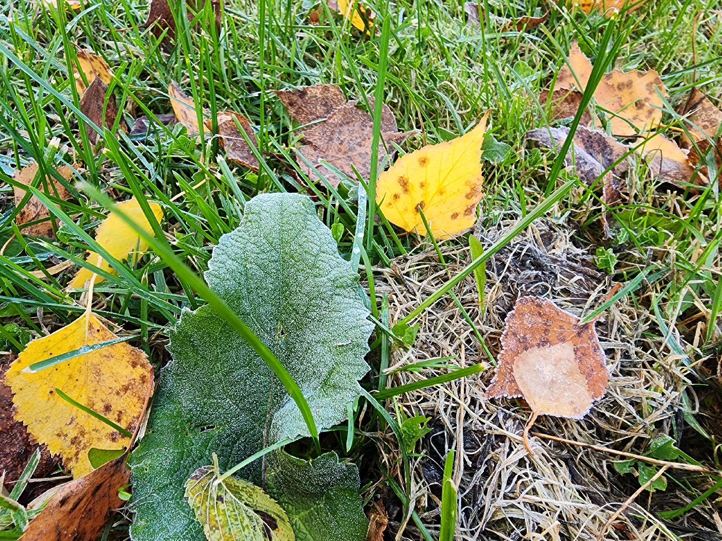 шатура, городской округ, первые холода, подмосковье, природа, заморозки,