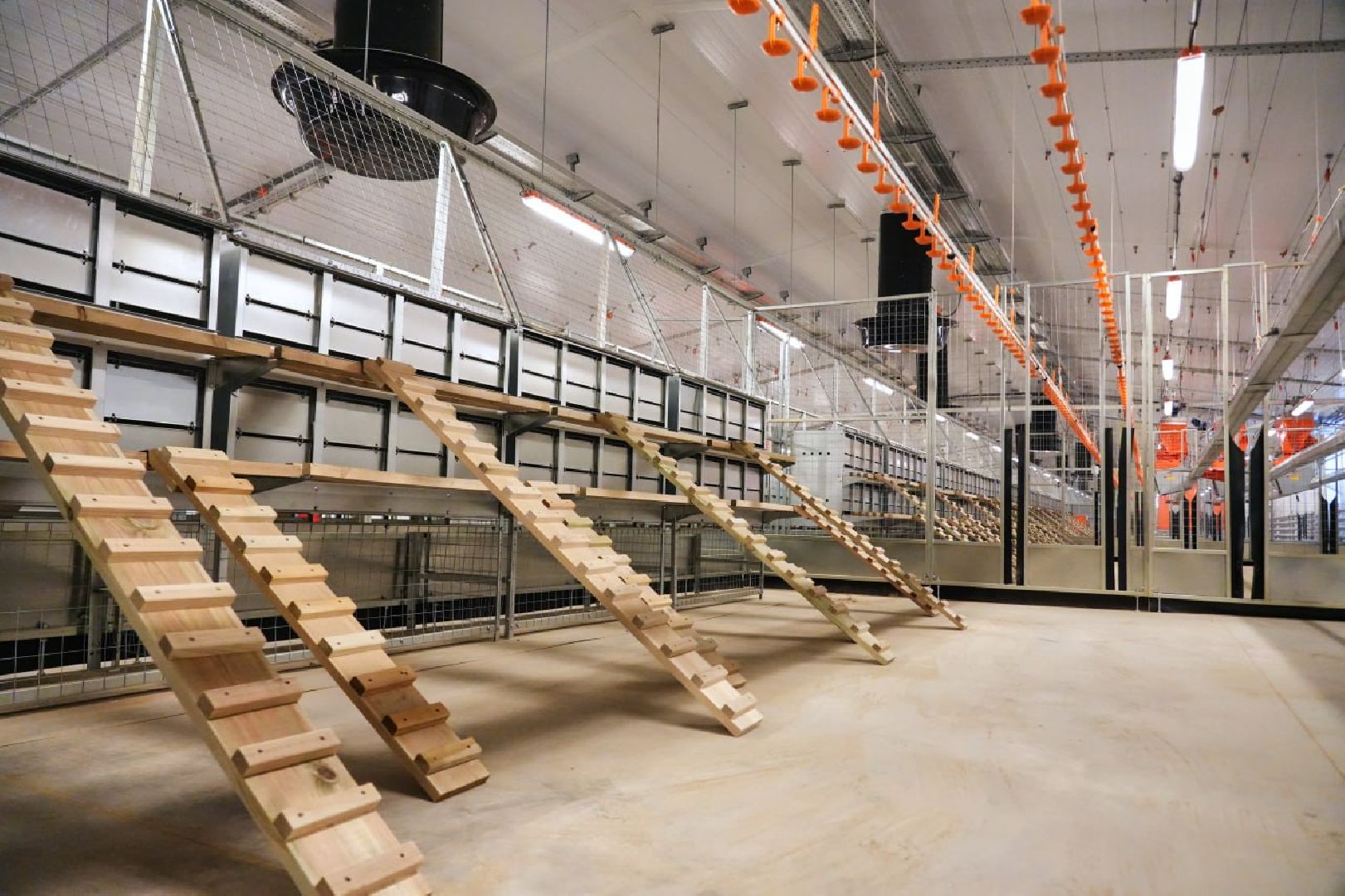 Сергиево-Посадский городской округ, Федеральный проект, Смена, Птицеводство, Птичники, Племенная птица, Смена-9, ВНИИТИП, ВНИТИП, Сельское хозяйство,