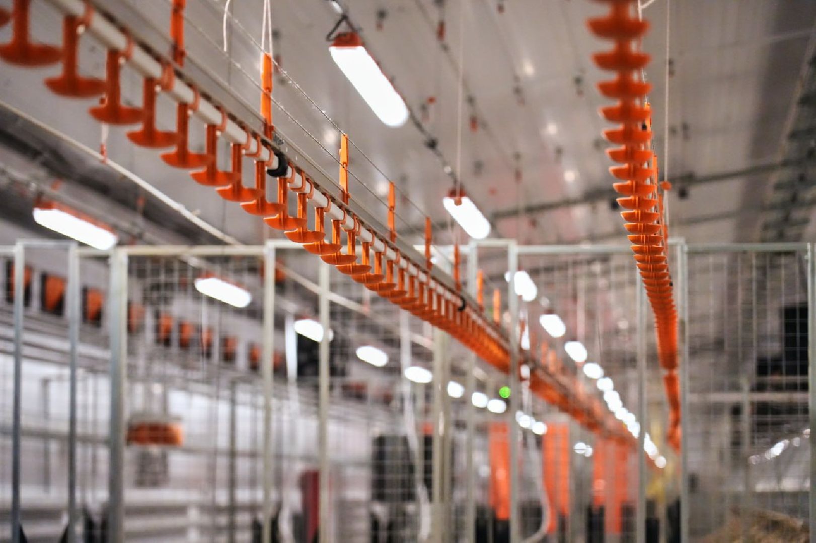 Сергиево-Посадский городской округ, Федеральный проект, Смена, Птицеводство, Птичники, Племенная птица, Смена-9, ВНИИТИП, ВНИТИП, Сельское хозяйство,