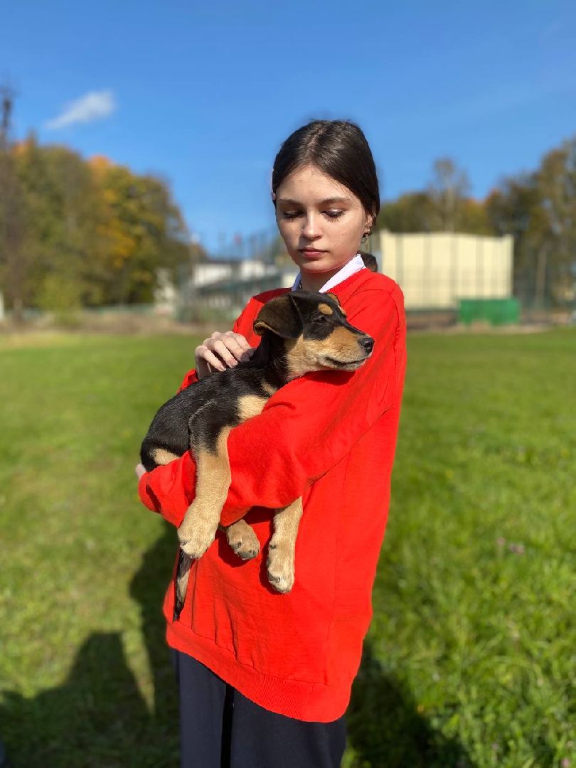 волонтеры, животные, зооволонтеры, мцвыбор, талдом, щенки,