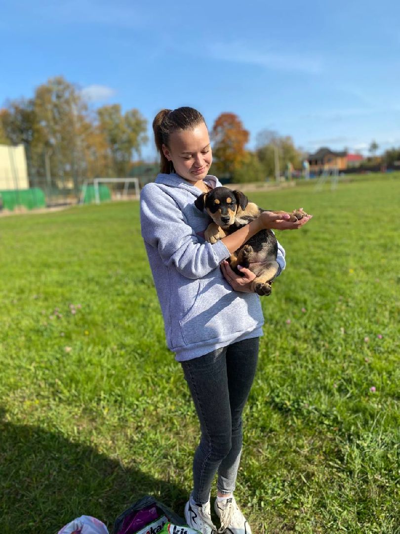 волонтеры, животные, зооволонтеры, мцвыбор, талдом, щенки,