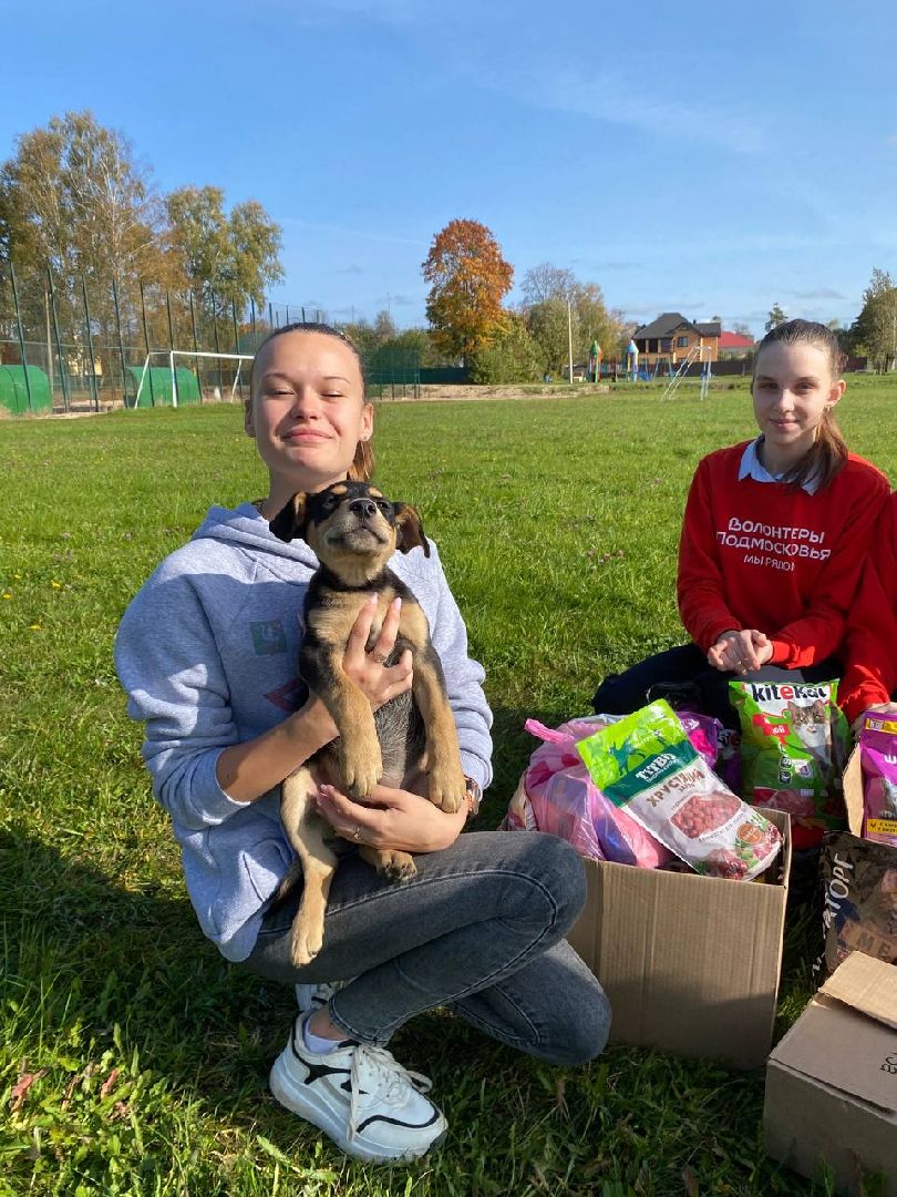 волонтеры, животные, зооволонтеры, мцвыбор, талдом, щенки,