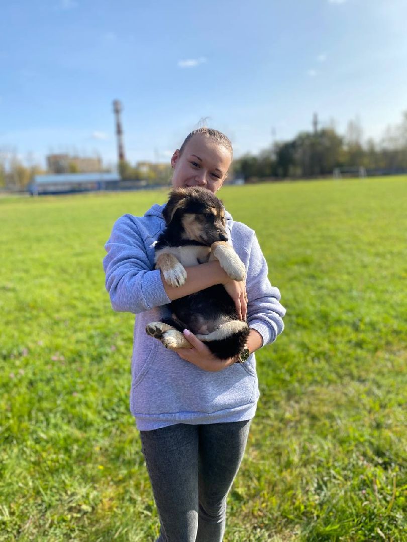 волонтеры, животные, зооволонтеры, мцвыбор, талдом, щенки,