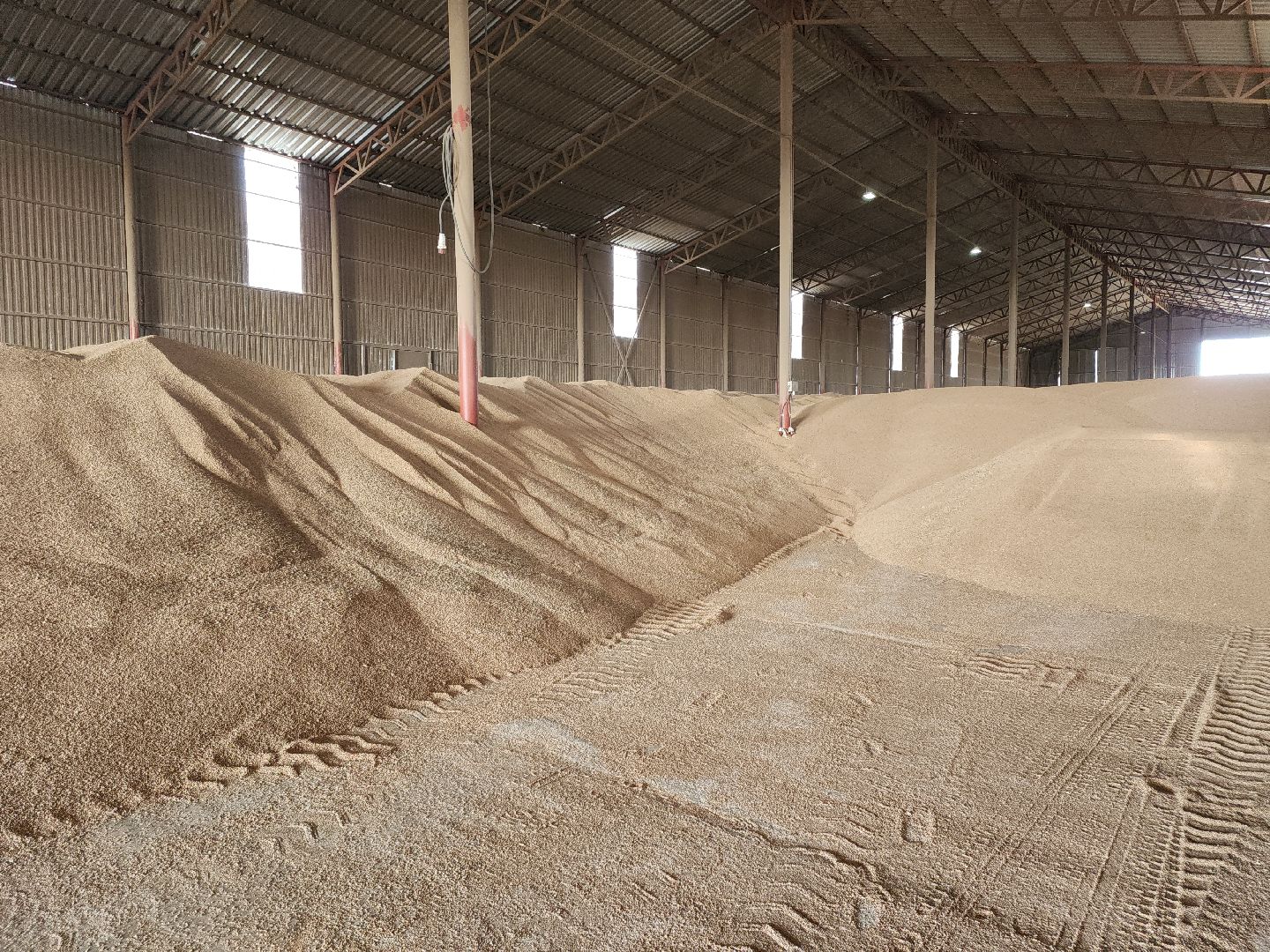 кашира, урожай, семенной картофель, фх седек, топканово, селекция,