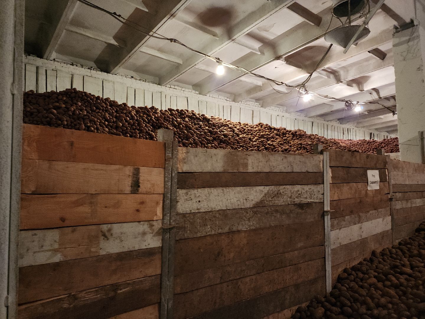 кашира, урожай, семенной картофель, фх седек, топканово, селекция,