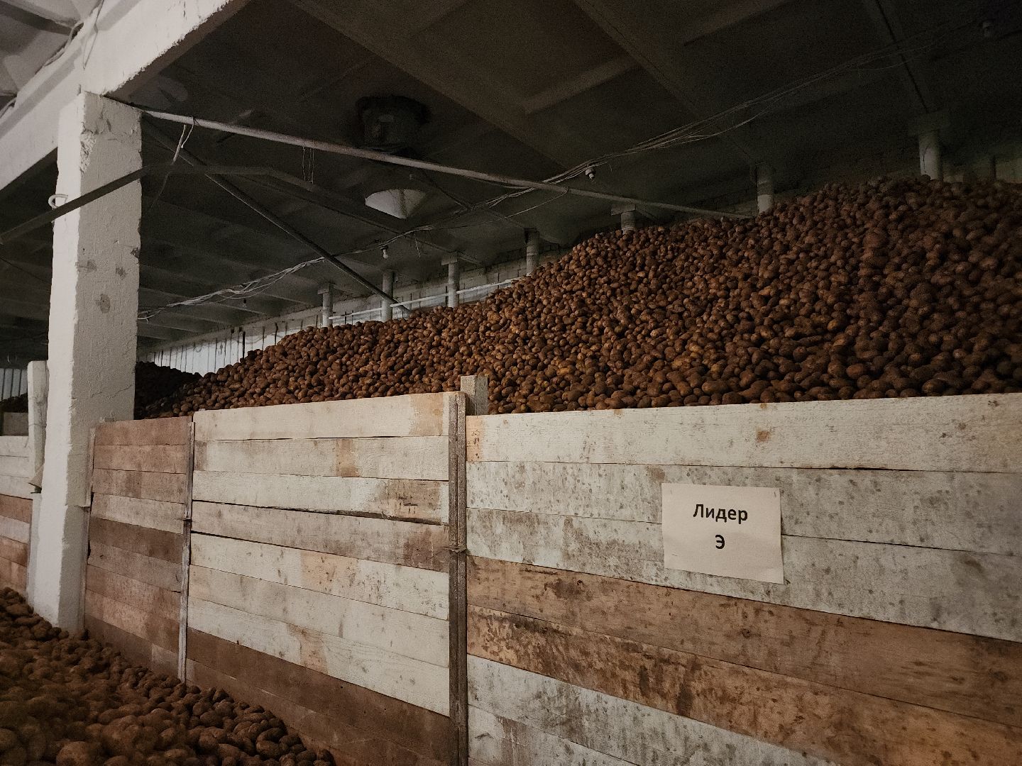 кашира, урожай, семенной картофель, фх седек, топканово, селекция,