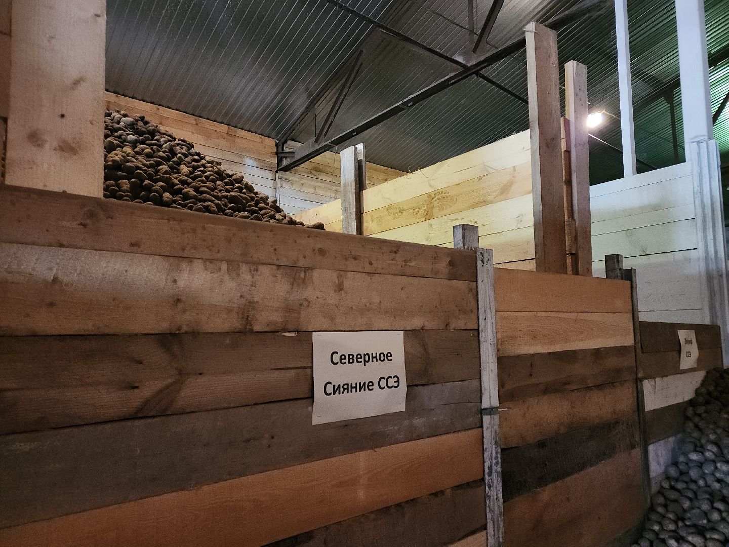 кашира, урожай, семенной картофель, фх седек, топканово, селекция,