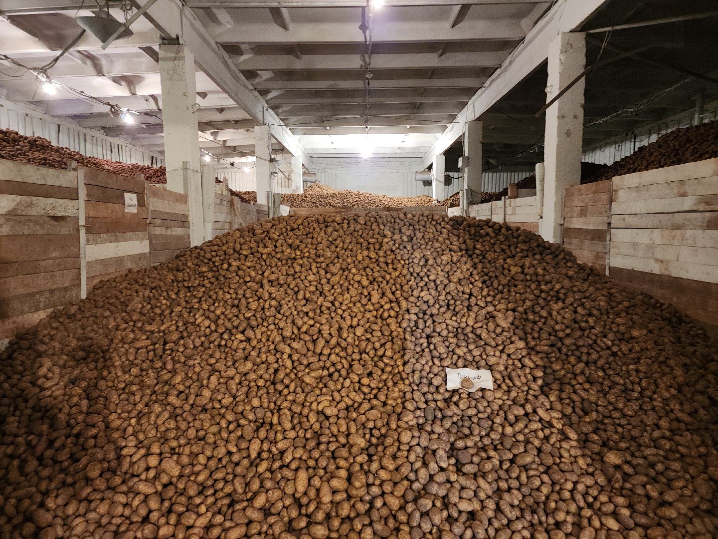 кашира, урожай, семенной картофель, фх седек, топканово, селекция,