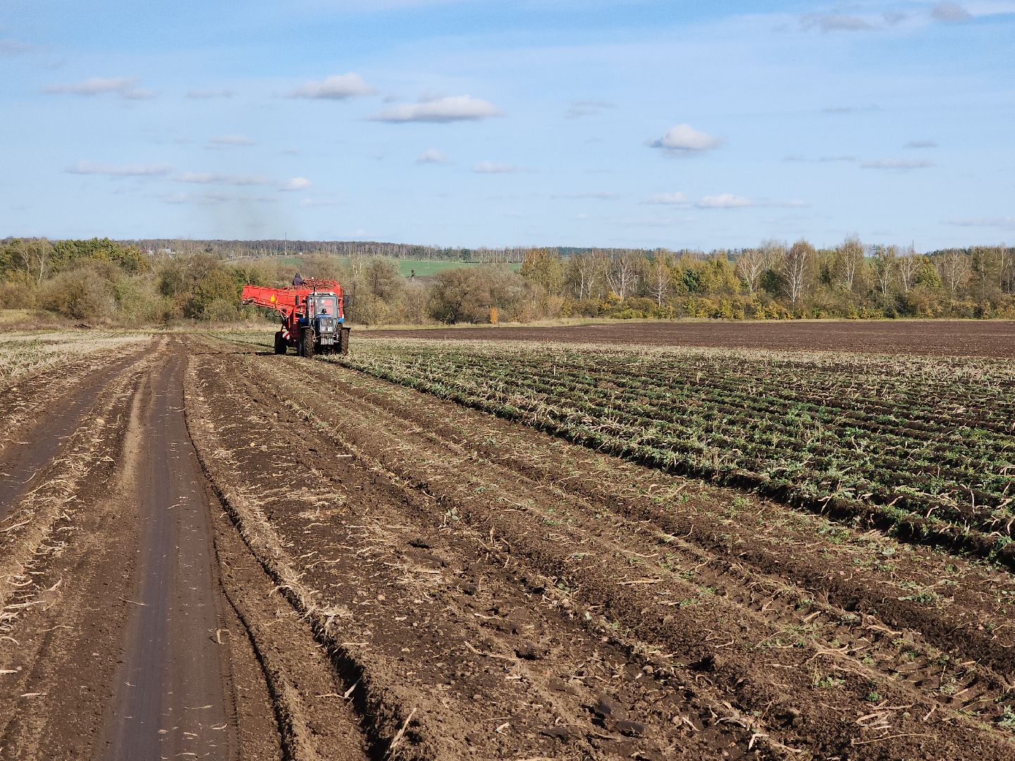 Кашира, уборочная кампания, яровые, озимые, пшеница, горох, картофель,
