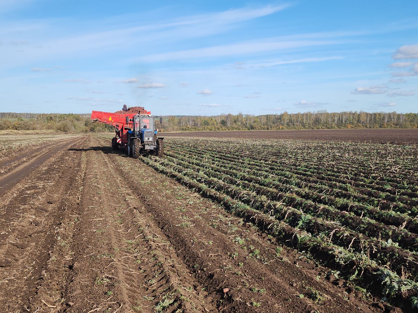Кашира, уборочная кампания, яровые, озимые, пшеница, горох, картофель,