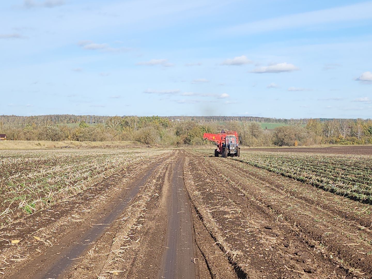 Кашира, уборочная кампания, яровые, озимые, пшеница, горох, картофель,