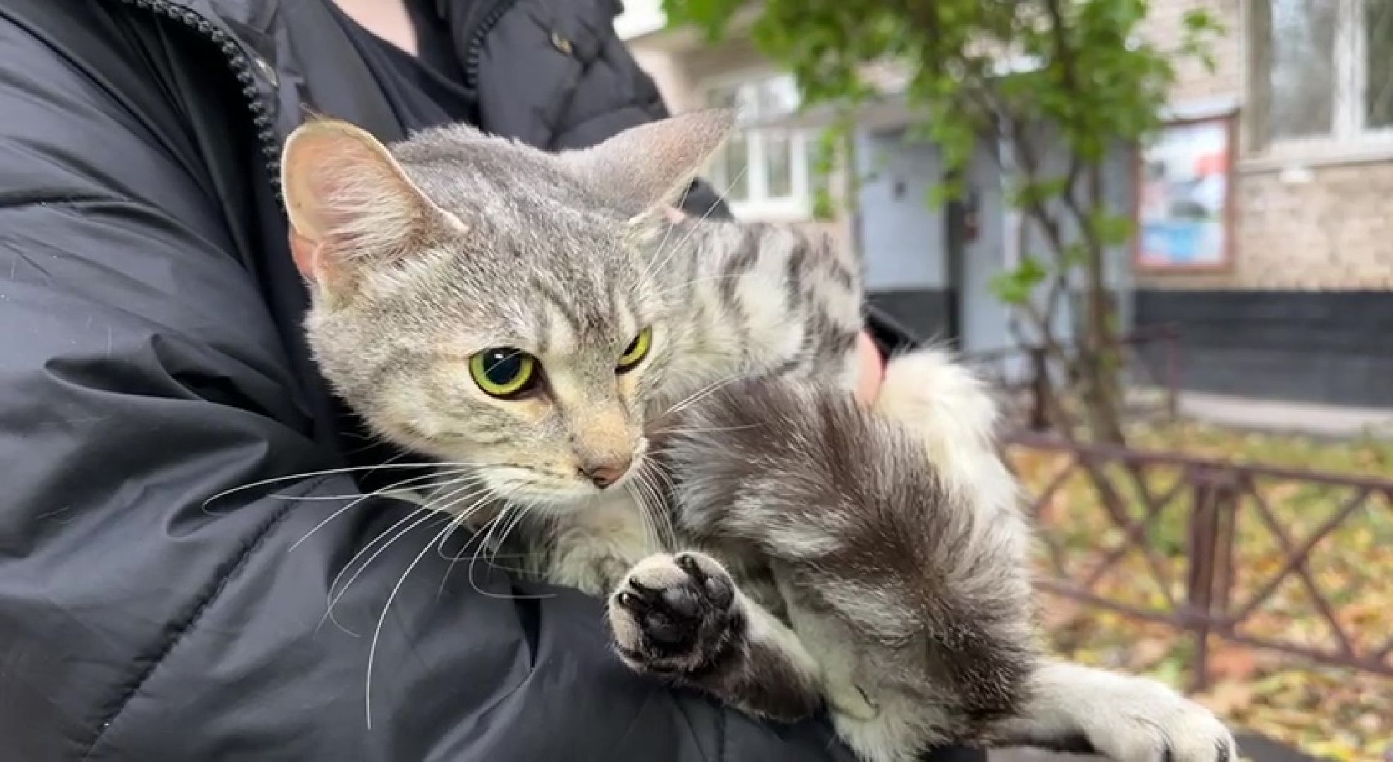 Реутов, Носовиха, спасение кошки, животное, дерево, вышка,