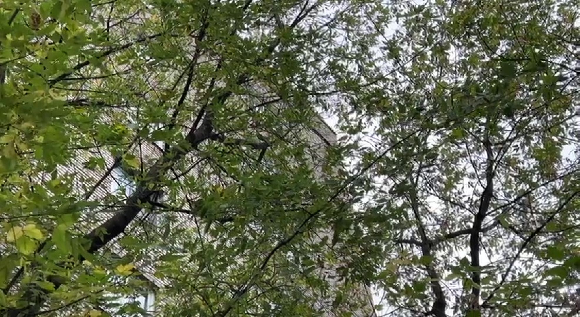 Реутов, Носовиха, спасение кошки, животное, дерево, вышка,