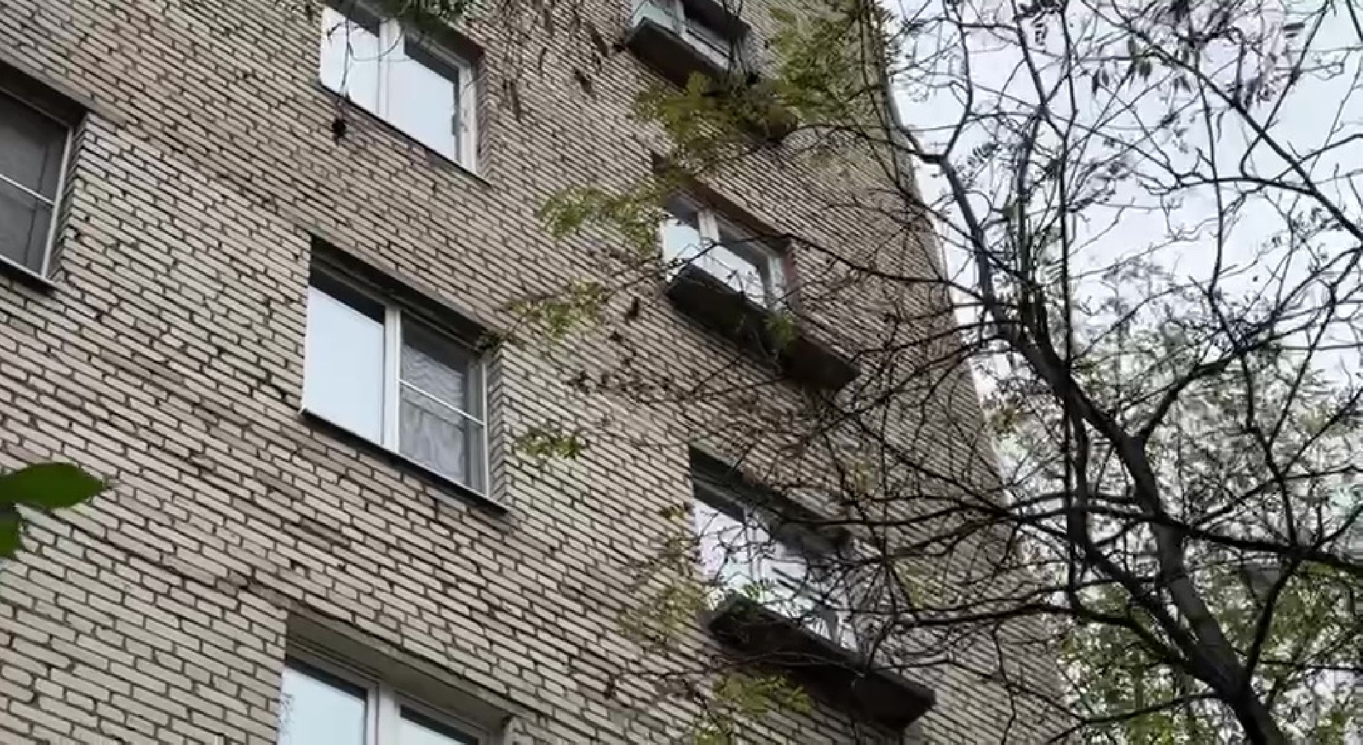 Реутов, Носовиха, спасение кошки, животное, дерево, вышка,