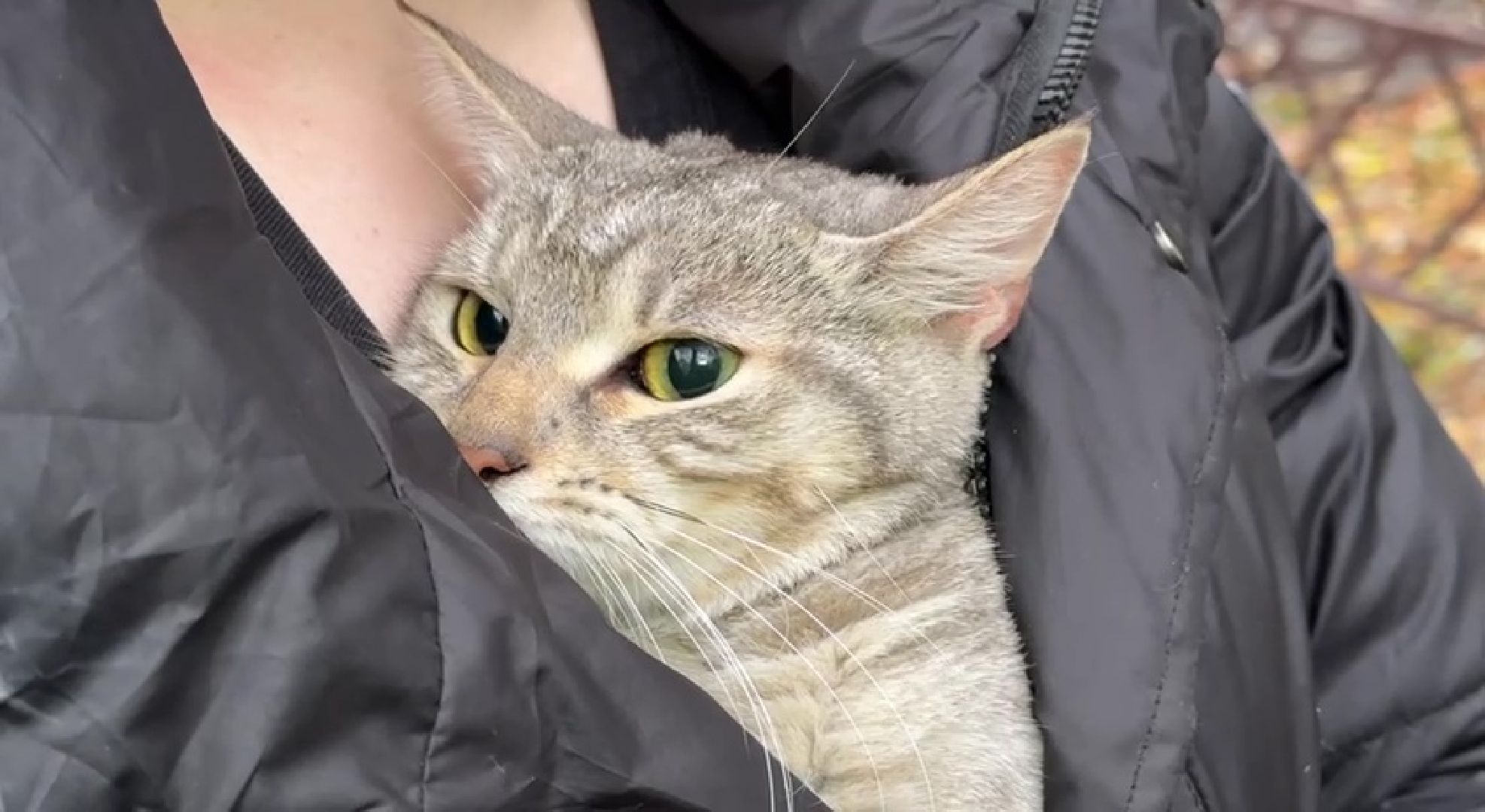 Реутов, Носовиха, спасение кошки, животное, дерево, вышка,