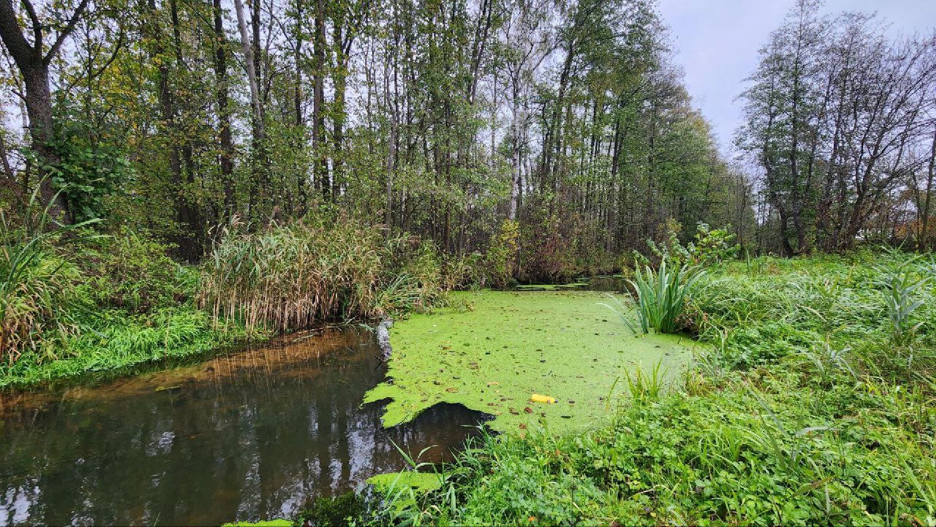 Дмитров, СНТ, Администрация ДГО,