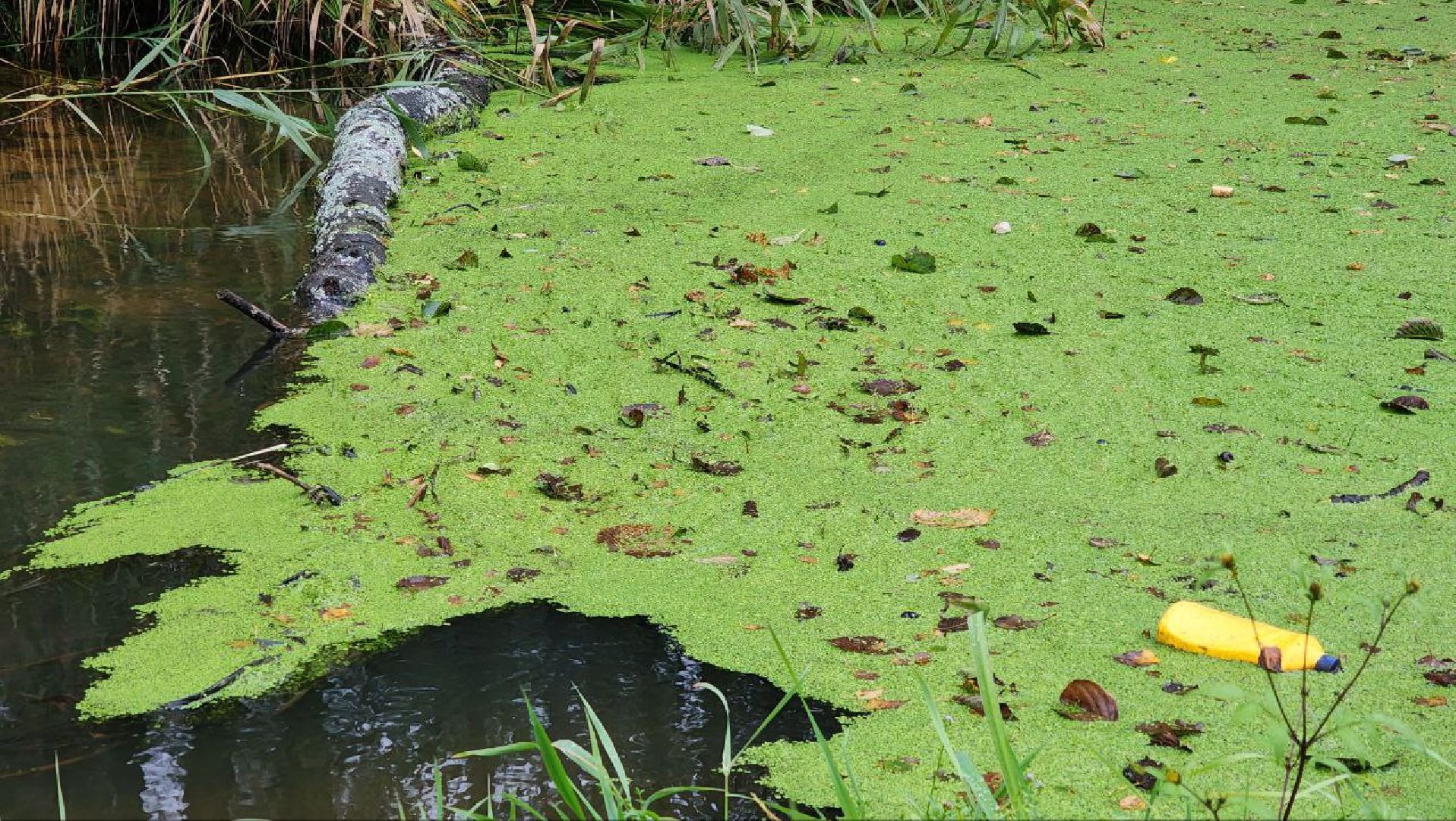 Дмитров, СНТ, Администрация ДГО,