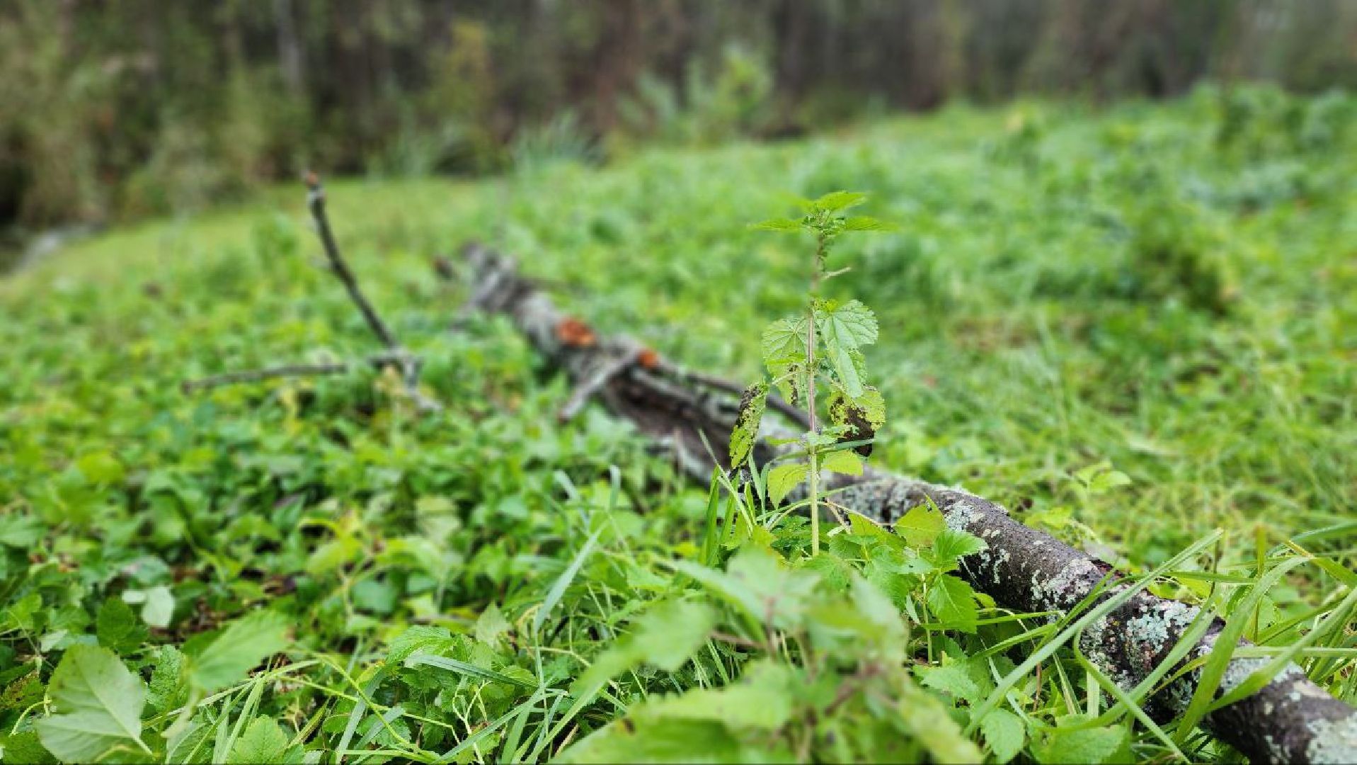 Дмитров, СНТ, Администрация ДГО,