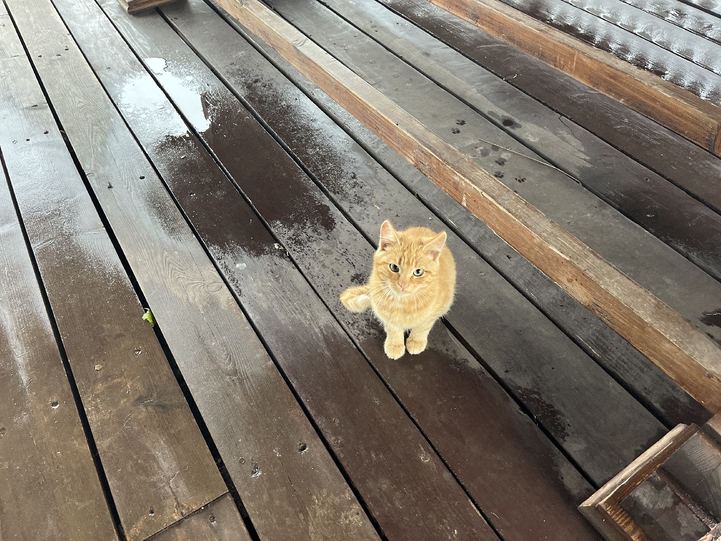 Шаховская, ферма, глэмпинг, база отдыха,