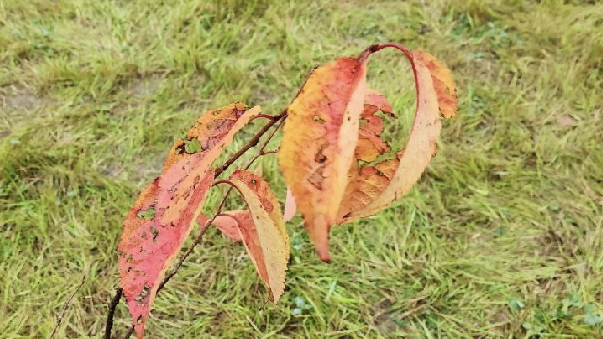 Солнечногорск, Сахалин, Мастерская управления, Сенеж, президент,