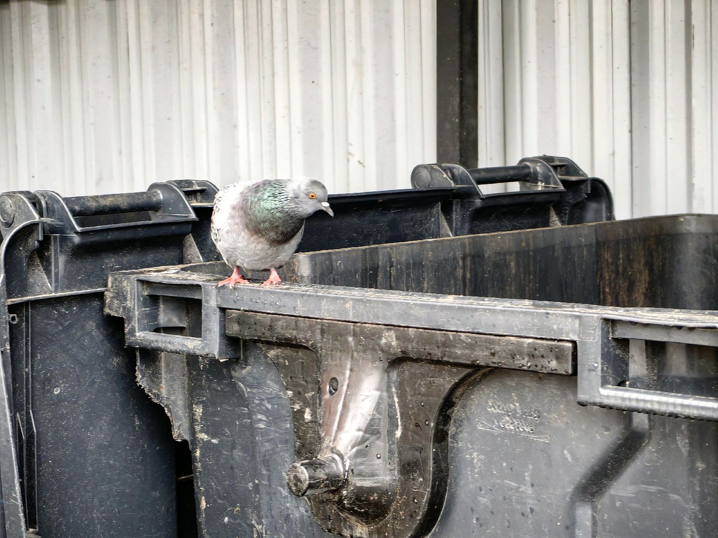 мусор, мусорные площадки, жители, контейнер,