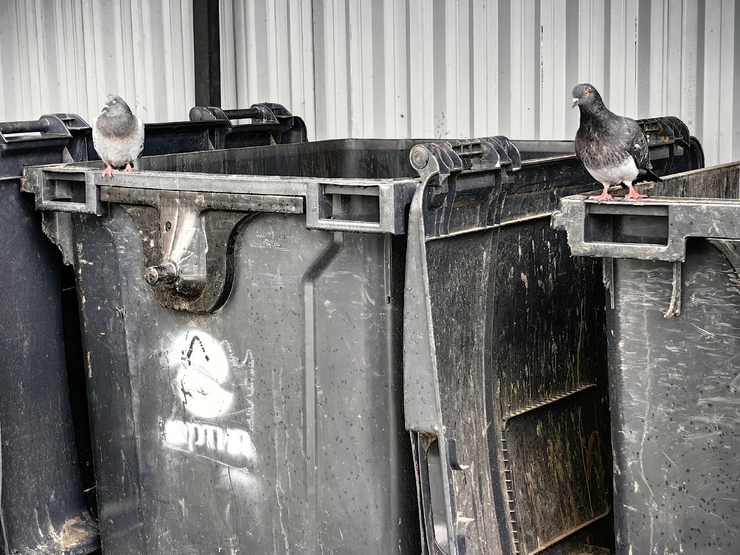 мусор, мусорные площадки, жители, контейнер,