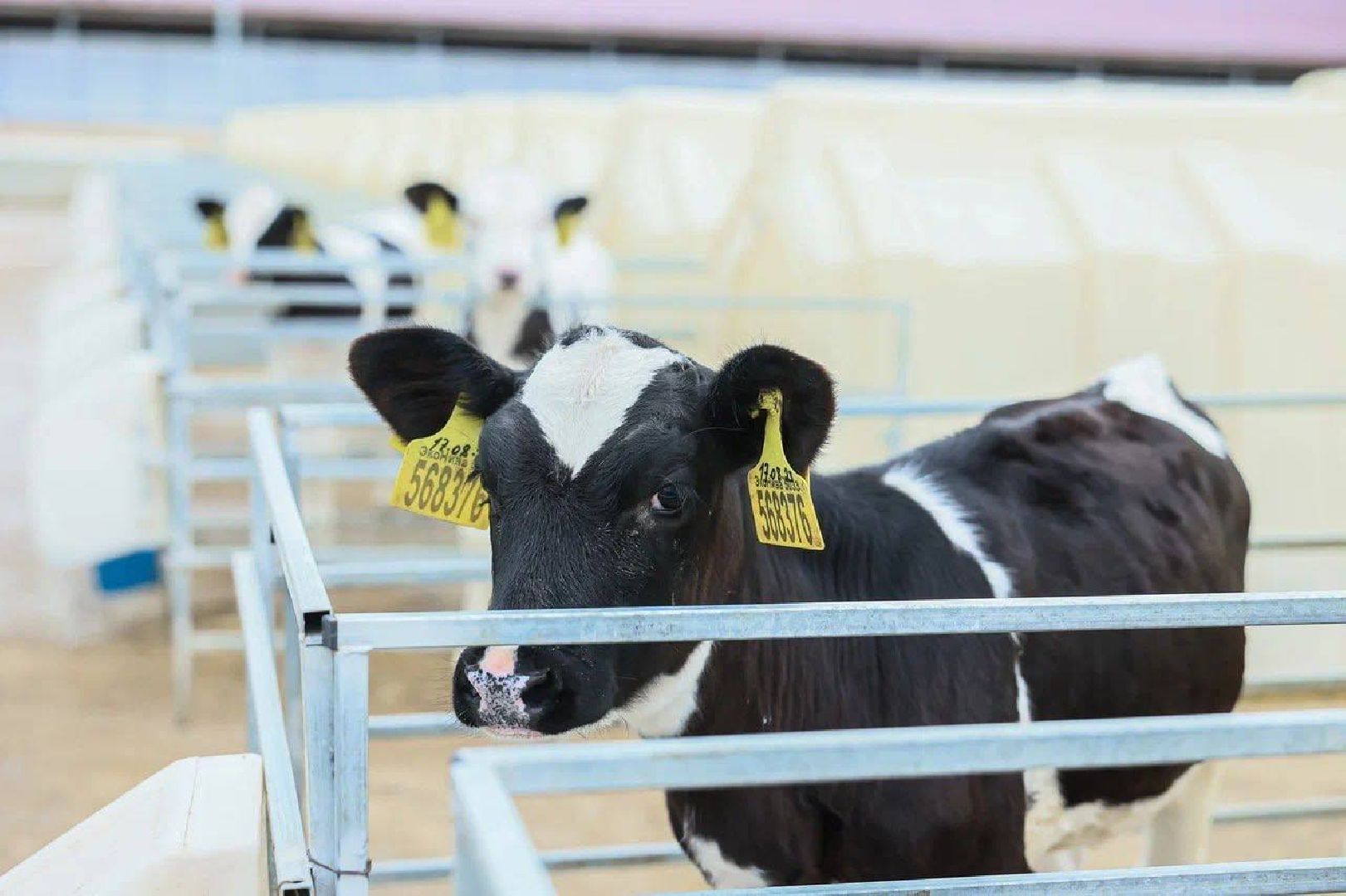 Ступино, сельское хозяйство, животноводство, эконива,