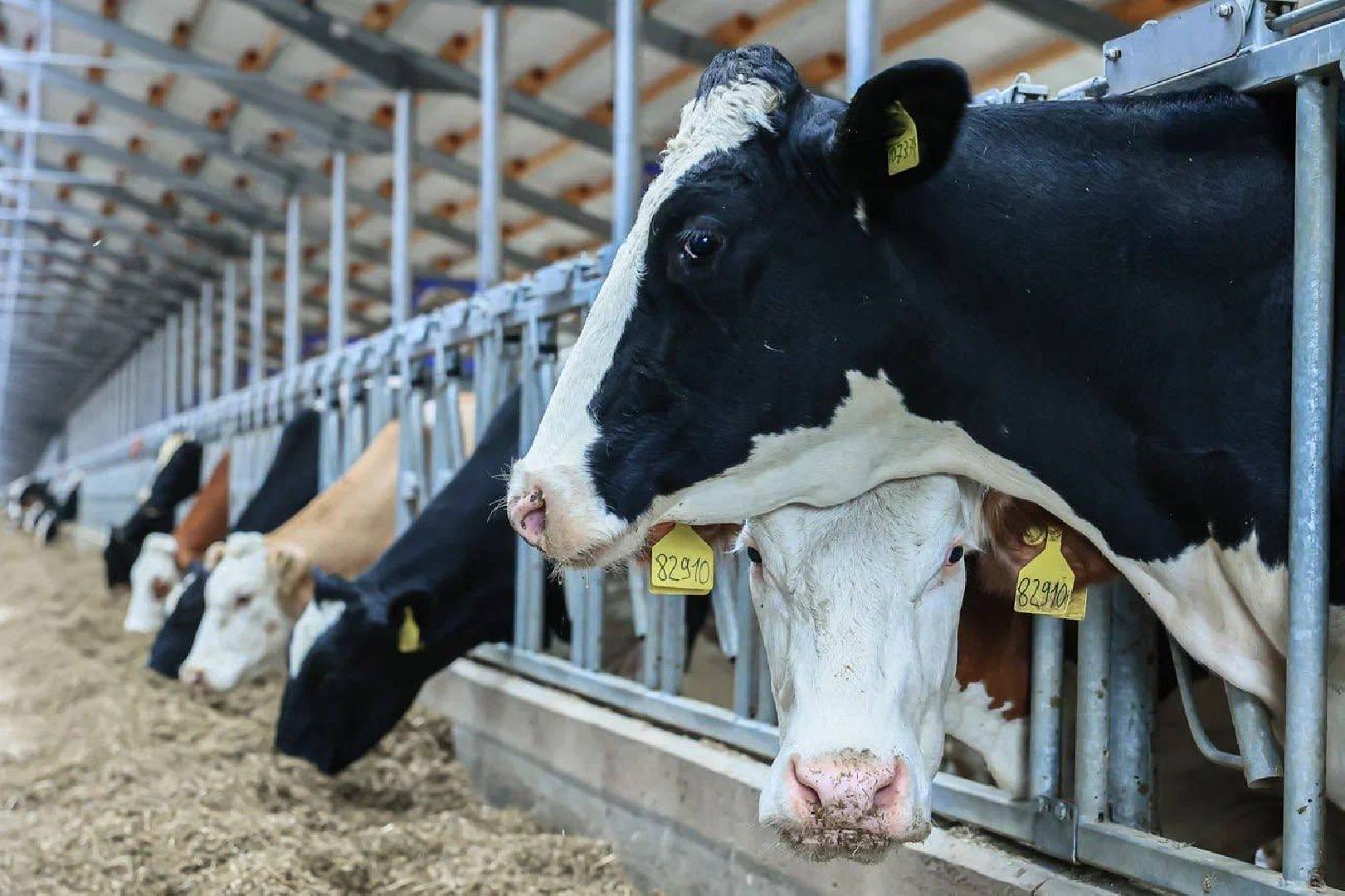 Ступино, сельское хозяйство, животноводство, эконива,