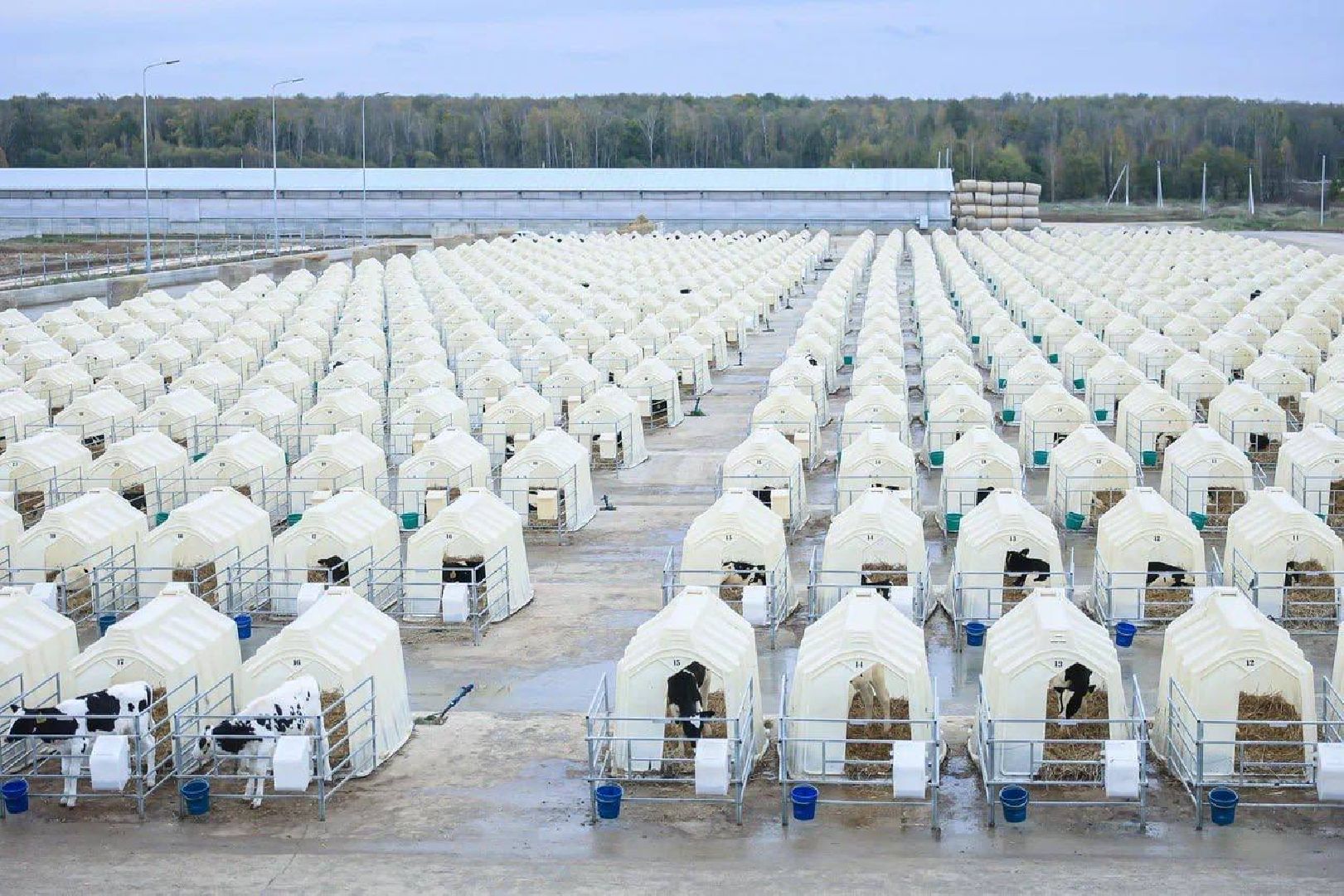 Ступино, сельское хозяйство, животноводство, эконива,