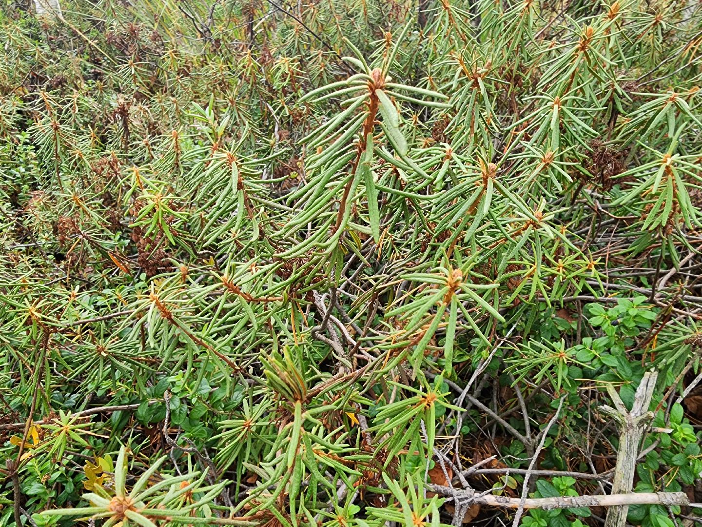 шатура, багульник болотный, лекарственное растение, медицина, народная медицина,