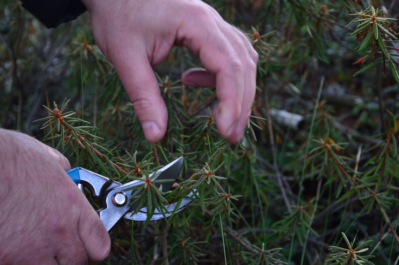 шатура, багульник болотный, лекарственное растение, медицина, народная медицина,