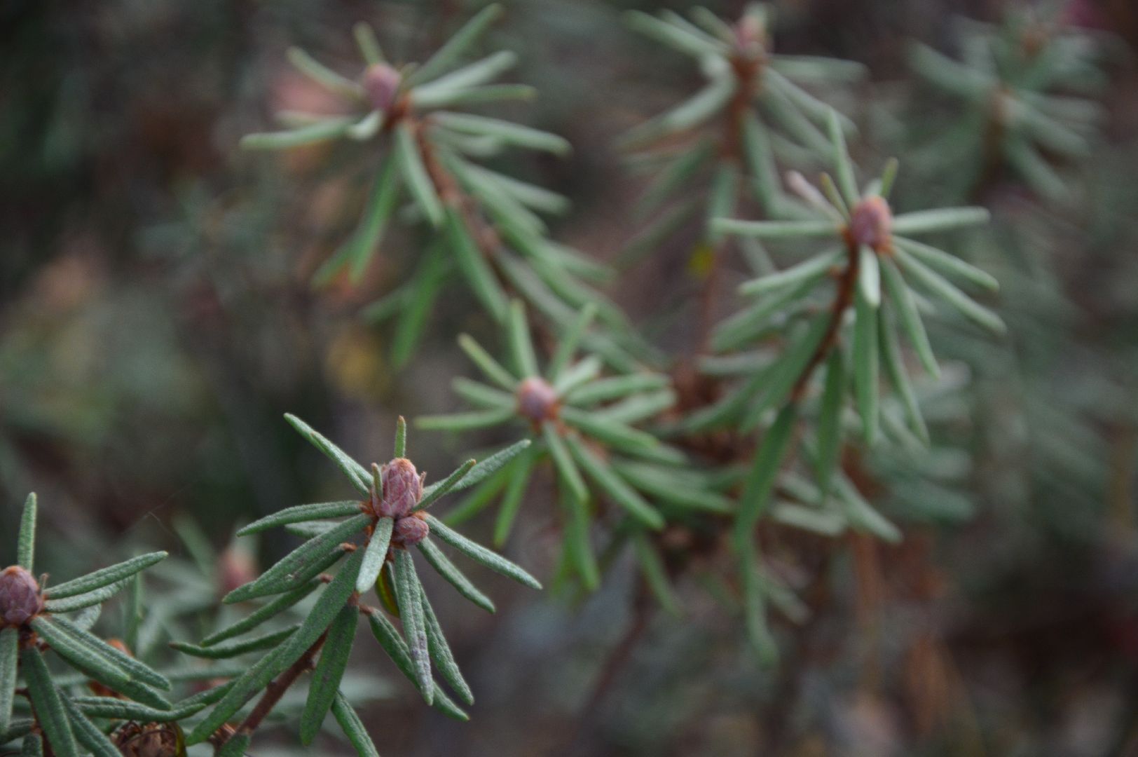 шатура, багульник болотный, лекарственное растение, медицина, народная медицина,