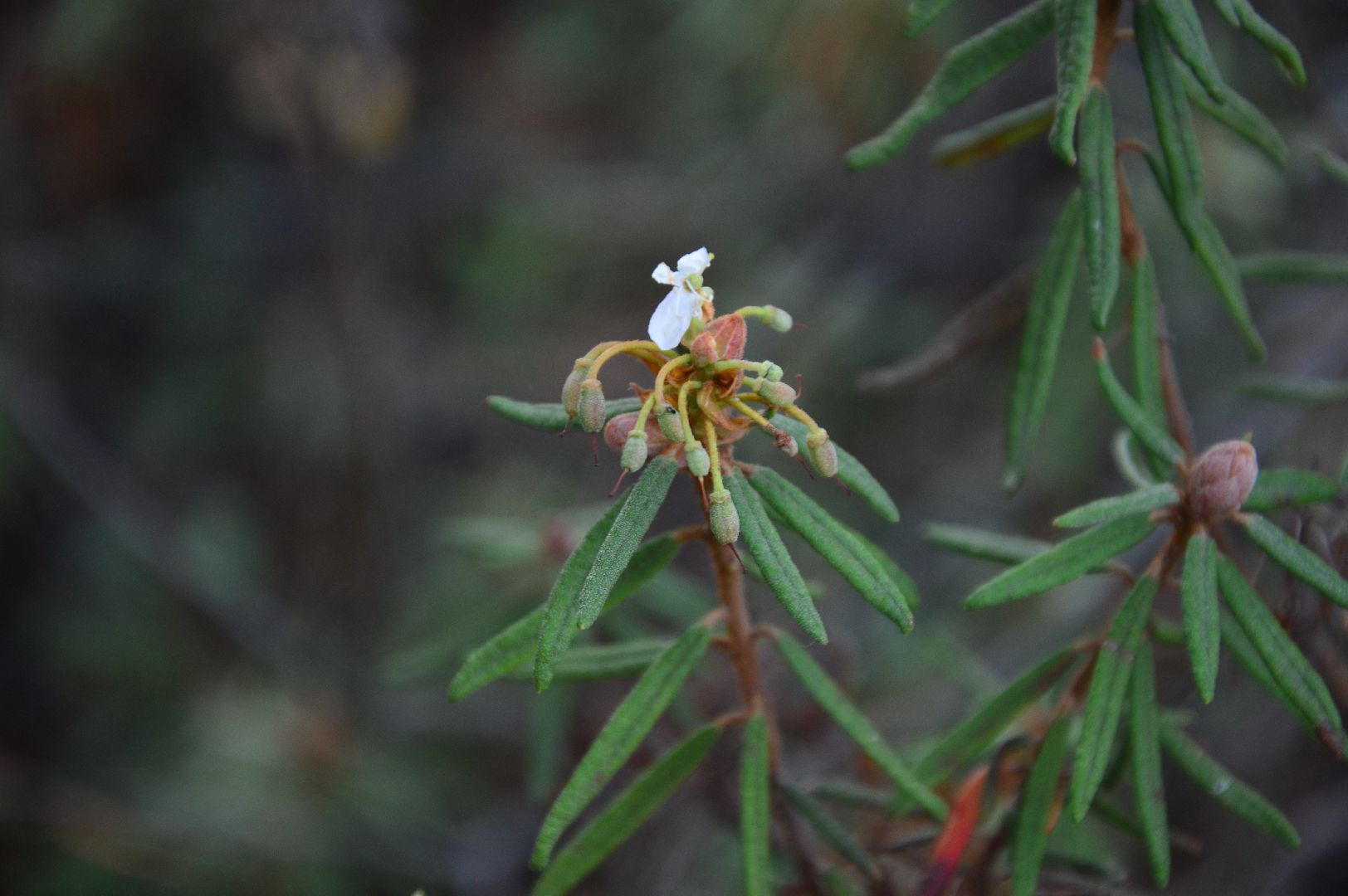 шатура, багульник болотный, лекарственное растение, медицина, народная медицина,