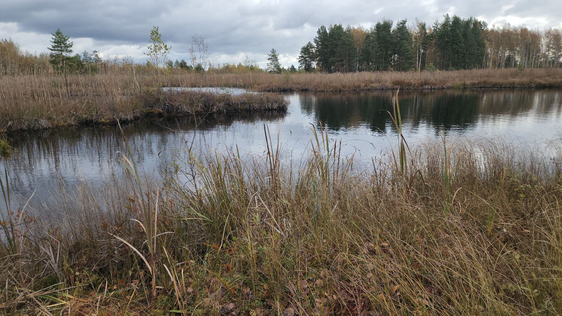 шатура, багульник болотный, лекарственное растение, медицина, народная медицина,