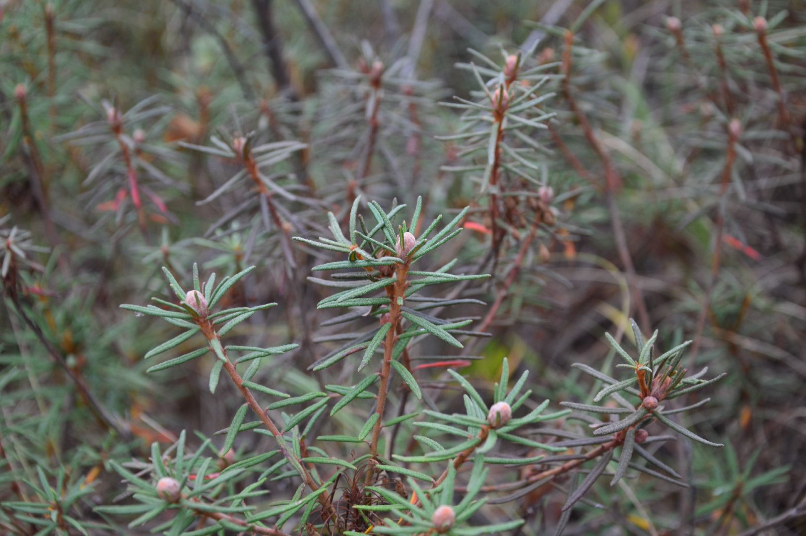 шатура, багульник болотный, лекарственное растение, медицина, народная медицина,