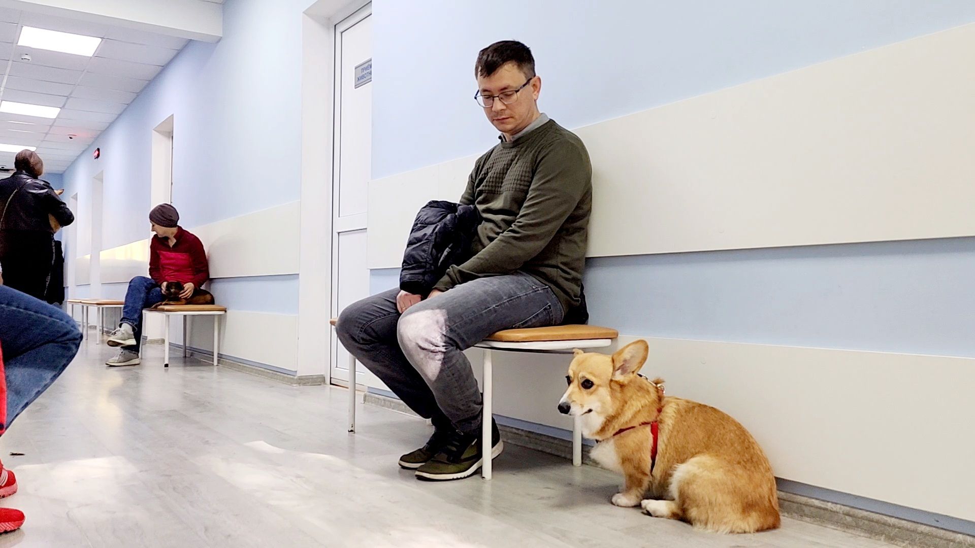 одинцово, собаки, кошки, домашние животные, регистрация, регистрация животных, регистрация собак, чипирование,