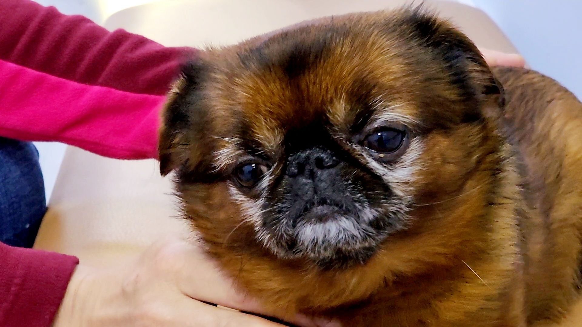 одинцово, собаки, кошки, домашние животные, регистрация, регистрация животных, регистрация собак, чипирование,