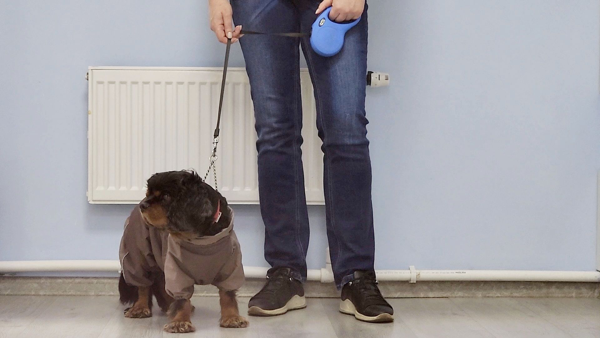 одинцово, собаки, кошки, домашние животные, регистрация, регистрация животных, регистрация собак, чипирование,